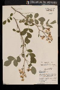 Rosa multiflora image