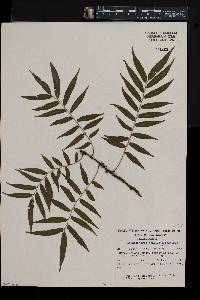 Arthropteris tenella image