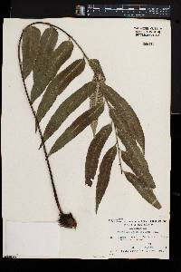 Asplenium oblongifolium image