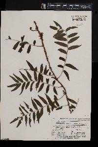 Arthropteris tenella image