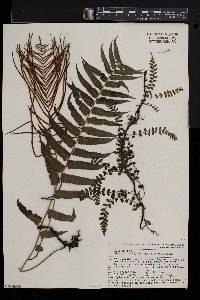 Blechnum filiforme image