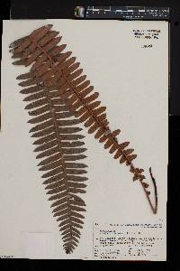 Blechnum discolor image