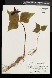 Trillium erectum image