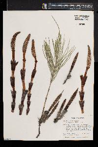 Equisetum telmateia image