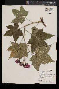 Rubus odoratus image