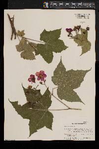 Rubus odoratus image