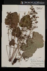 Heuchera americana image