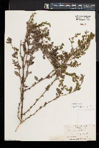 Polygonum erectum image