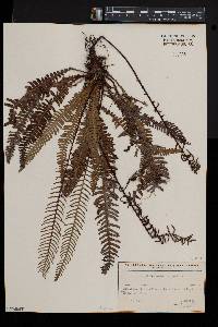 Blechnum spicant image