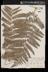 Pteridium aquilinum var. pubescens image