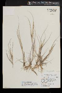 Diplachne fusca subsp. fascicularis image