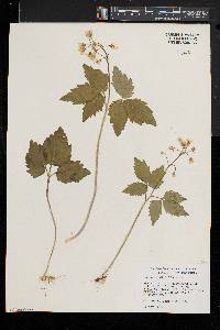 Cardamine diphylla image