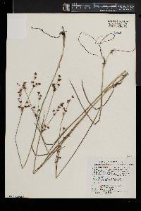 Juncus brevicaudatus image