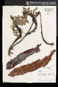 Polylepis racemosa image