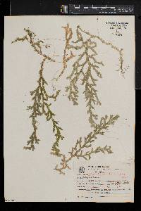 Selaginella macrostachya image