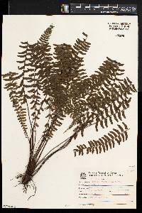 Asplenium claussenii image