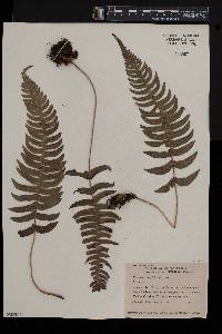 Blechnum occidentale image