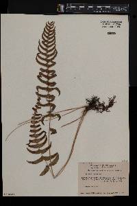 Blechnum occidentale image