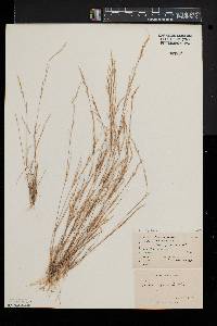 Aristida longespica image