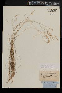 Deschampsia flexuosa image