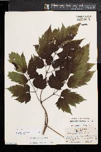 Actaea racemosa image