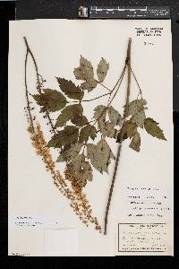 Actaea racemosa image