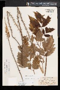 Actaea racemosa image