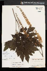 Actaea racemosa image