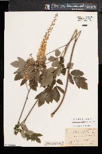 Actaea racemosa image