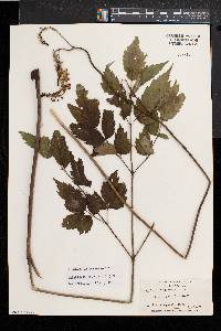 Actaea racemosa image