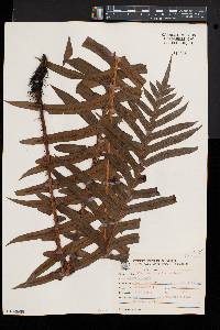 Blechnum brasiliense image