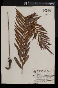 Blechnum serrulatum image