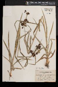 Scirpus hattorianus image