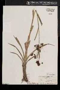 Scirpus hattorianus image