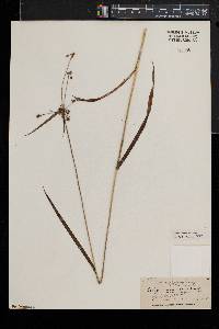 Scirpus hattorianus image