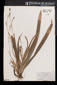 Carex plantaginea image