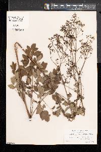 Thalictrum pubescens image