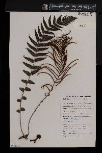 Blechnum filiforme image