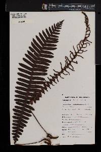 Blechnum discolor image