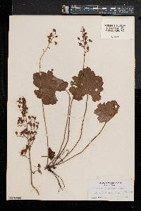 Heuchera pubescens image