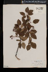 Amelanchier laevis image