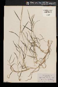 Muhlenbergia schreberi image