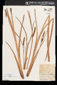 Acorus calamus image