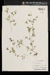 Corydalis flavula image