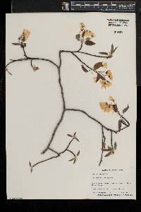 Amelanchier laevis image