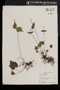 Mitella diphylla image