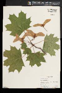 Acer platanoides image