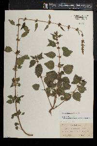 Urtica chamaedryoides image