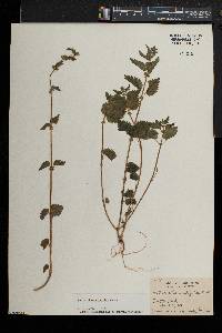 Urtica chamaedryoides image