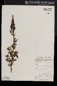 Spiraea tomentosa image